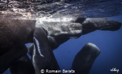 for spermwhale lovers by Romain Barats 